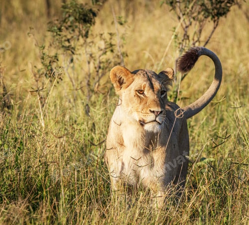 Preview: A Travel Around the world with beautiful Botswana Wildlife picture