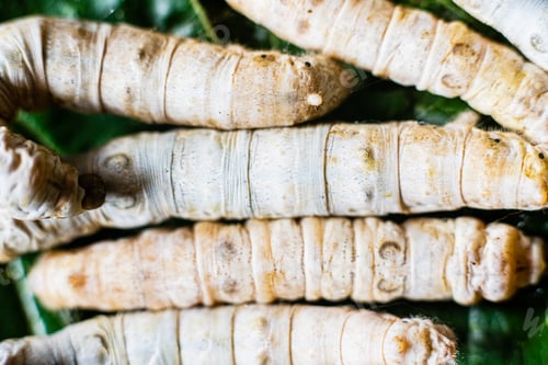 Preview: Group of silk worms, Bombyx mori, seen from above eating mulberry leaves.
