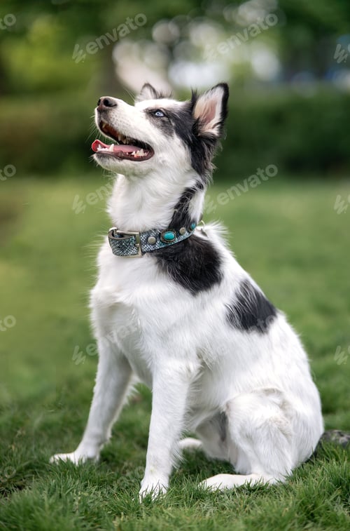 Preview: Vertical portrait of an adorable dog in the field