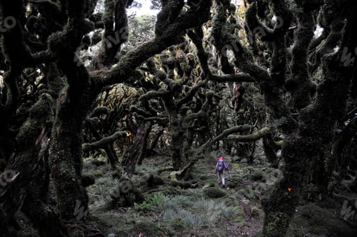 Preview: Female hiker hiking in dark forest, Tararua Ridge, New Zealand