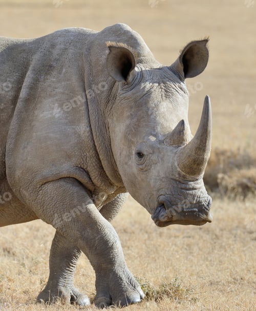 Preview: Rhino