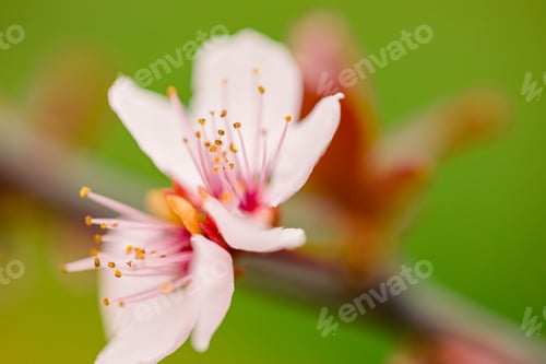 Preview: Spring flowers
