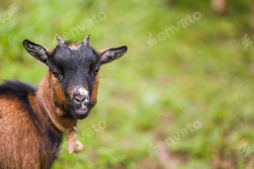 Preview: Portrait of a goat chewing grass in quiros, asturias
