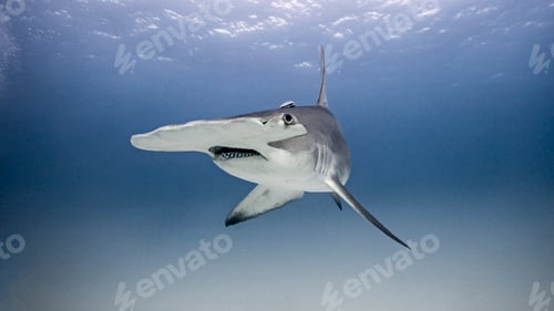 Preview: Underwater view portrait of hammerhead shark