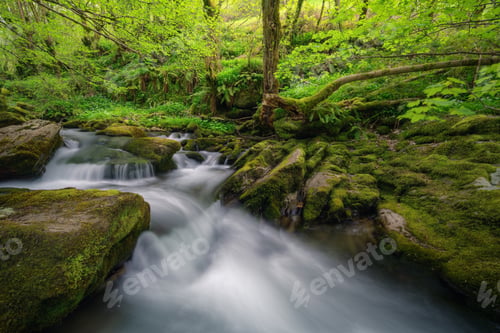 Preview: Mossy rocks and large trees crossed by a stream of water