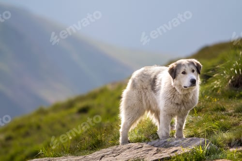 Preview: Big white shaggy grown clever shepherd dog standing alone on steep green grassy rocky mountain slope