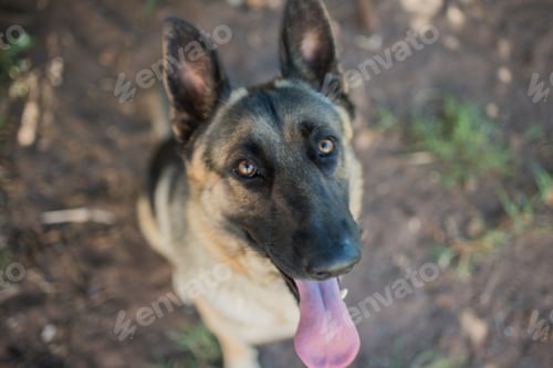 Preview: Close up portrait of German shepherd dog with his tongue out.
