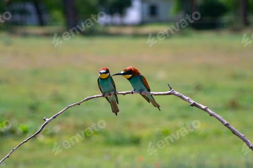 Preview: European bee eater, Merops apiaster. Common bee-eater. Close-up