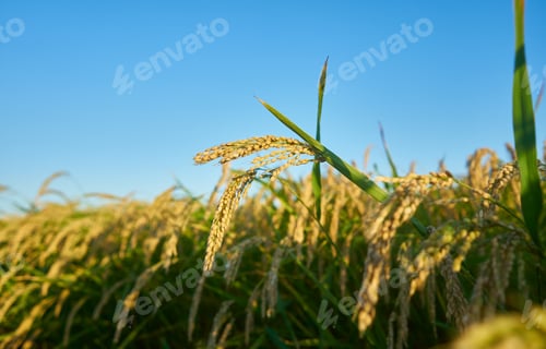 Preview: A large green rice field with green rice plants in rows in Valencia sunset.