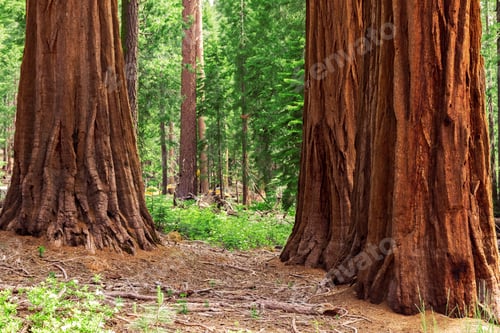 Preview: Giant sequoias