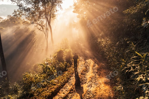 Preview: morning golden mist in the forest and morning light