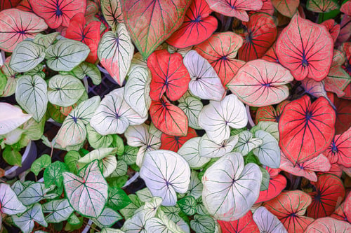 Preview: Top view of many various colorful Caladium bicolor plant are blooming in home gardening area