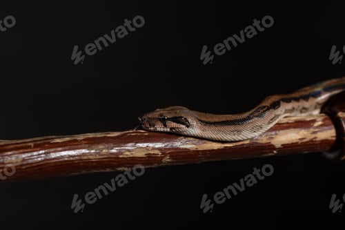 Preview: Royal Python, or Ball Python Python regius, studio