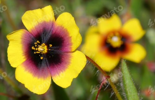 Preview: Wildflower, Sierra de Guadarrama National Park, Spain