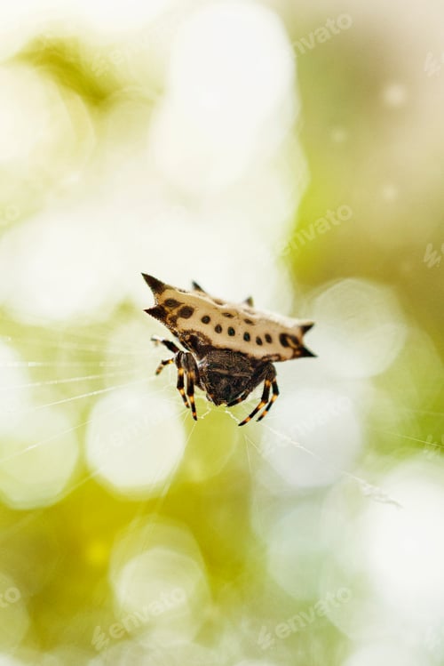 Preview: Araña en la selva