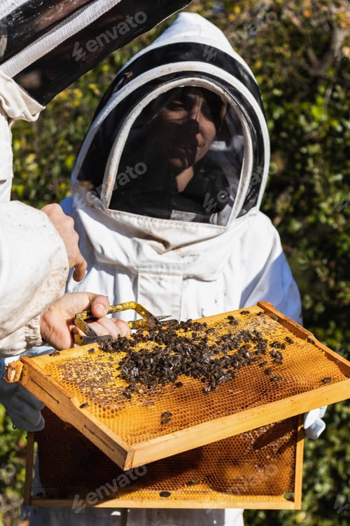 Preview: Beekeepers working in apiary in summer