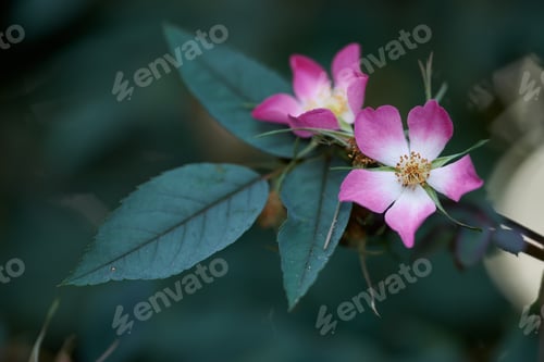 Preview: Beautiful flowers from my garden
