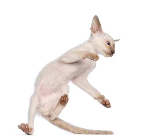 Preview: Oriental Shorthair kitten making an acrobatic jump against white background