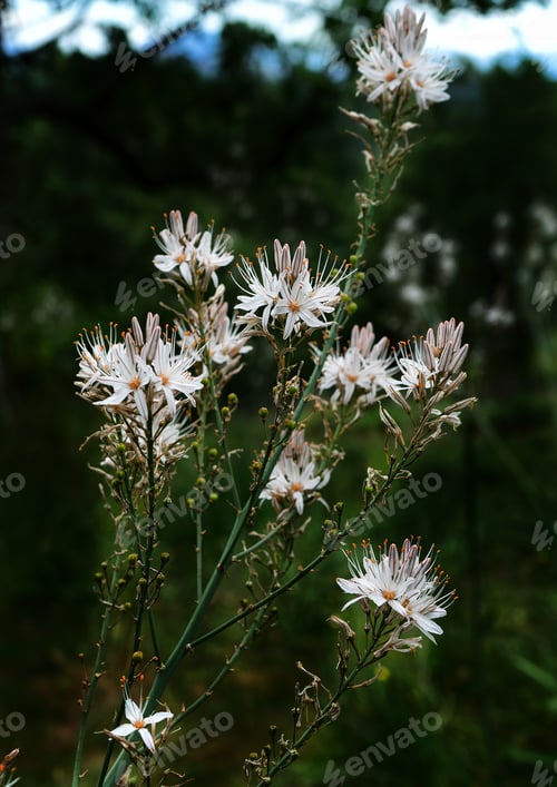 Preview: Bunch of white asphodel flowers blooming in the garden