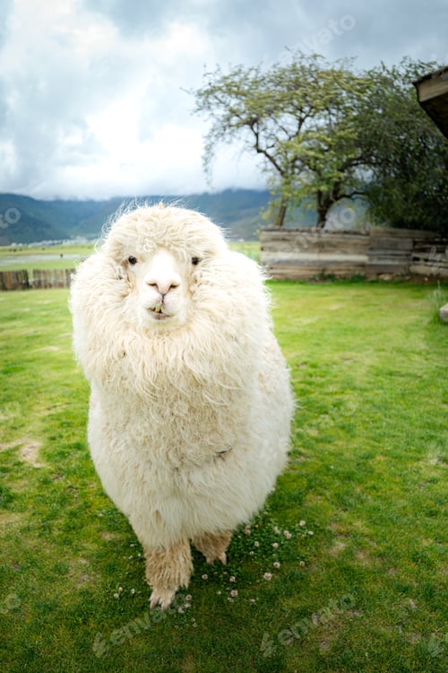 Preview: Close up white alpaca in a grass field on a farm