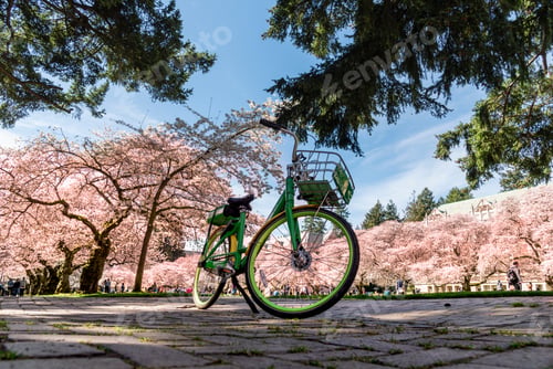 Preview: Bike share bike outside under cherry blossoms