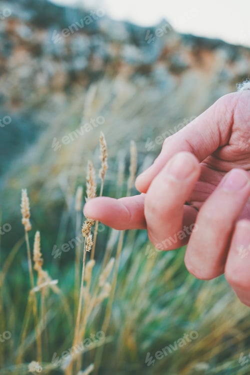 Preview: Man's hand touching a fragile spike
