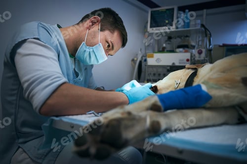 Preview: Veterinarian during dog surgery