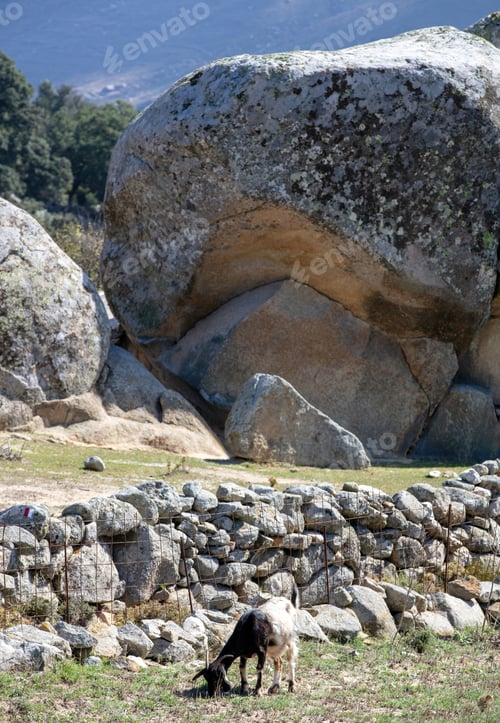 Preview: Huge granite rock behind goat at graze, Volax village in Tinos island Cyclades Greece. Vertical