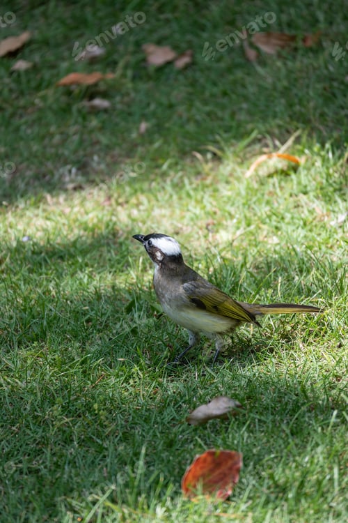 Preview: Small bird with a white head and brown body standing on green grass with scattered leaves.