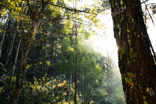 Preview: forest in the morning light and fog on trees