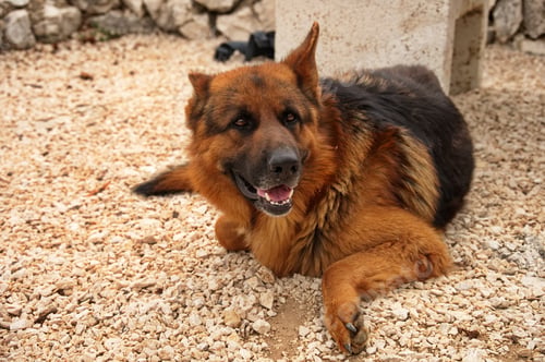 Preview: Portrait of German shepherd lying on the ground