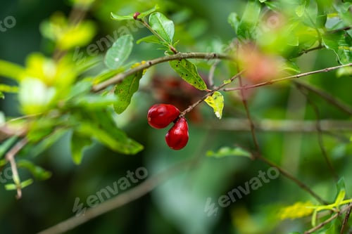 Preview: Small Red Pomegranate
