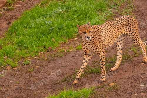 Preview: A cheetah is walking on a dirt road