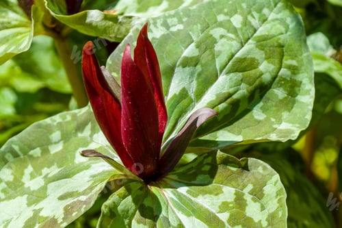 Preview: Closeup of red Trillium chloropetalum