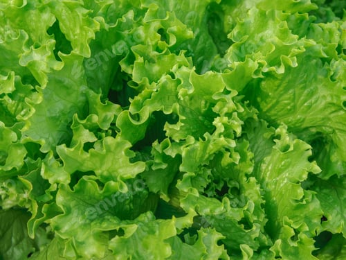 Preview: Fresh Green Lettuce Leaves Close Up