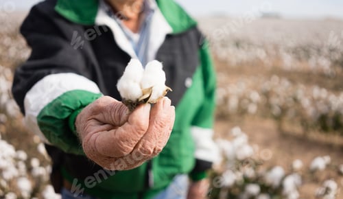 Preview: Farmer's Weathered Hands Hold Cotton Boll Checking Harvest