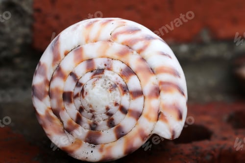 Preview: Single beautiful spiral white seashell with striped pattern.