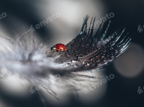 Preview: Water drops on a feather.An insect.a ladybug sits on a feather.