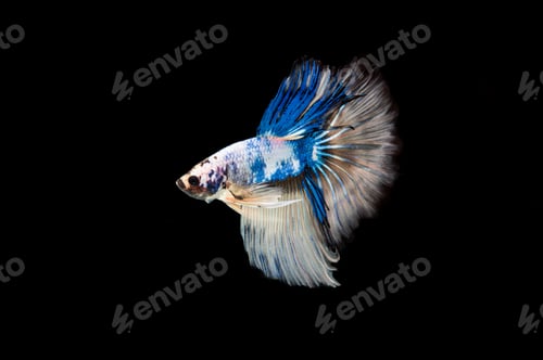 Preview: Beautiful colorful of siamese betta fish