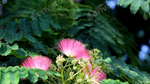 Preview: Mimosa Tree Flowers - Photograph Of Flowers On A Mimosa Tree. Selective Focus Near The Center Of