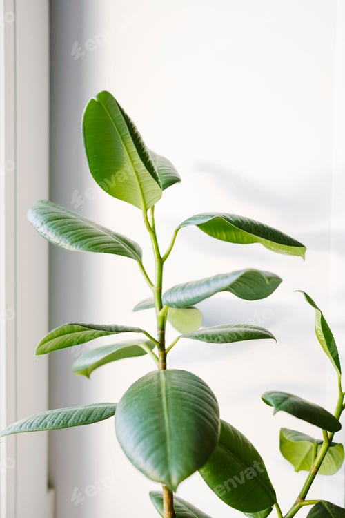 Preview: Ficus elastica (rubber tree) in a clay terracotta flower pot on the windowsill.