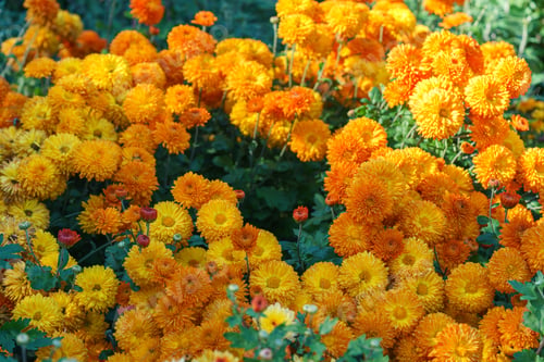 Preview: Yellow And Orange Autumn Chrysanthemum Flower Bushes, Blooming In Fall Garden Under Sunlight