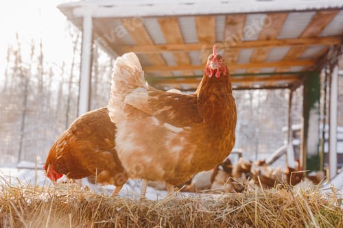 Preview: chicken eats feed and grain on eco poultry farm, free range poultry farm
