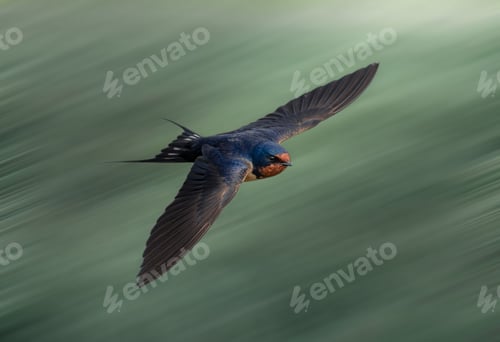 Preview: Barn swallow during flight against a motion-blurred background.