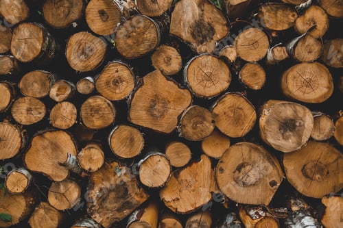 Preview: View on logs in a forest, Sudetes, Poland