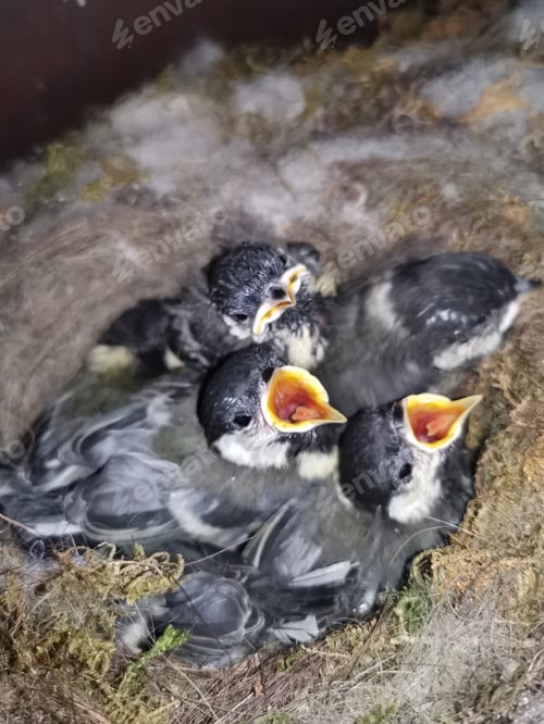 Preview: baby birds in the nest. baby bird in the mailbox