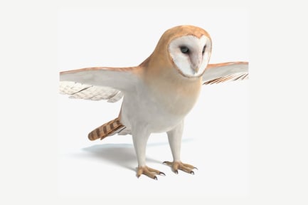 Preview: Alert Barn Owl with Open Wings