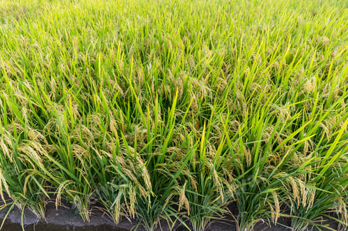 Preview: Rice meadow