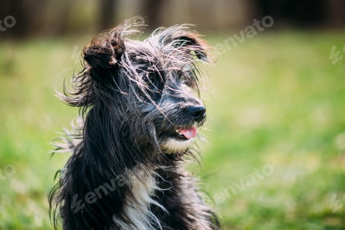 Visualização: Portrait of a shaggy dog in nature in summer