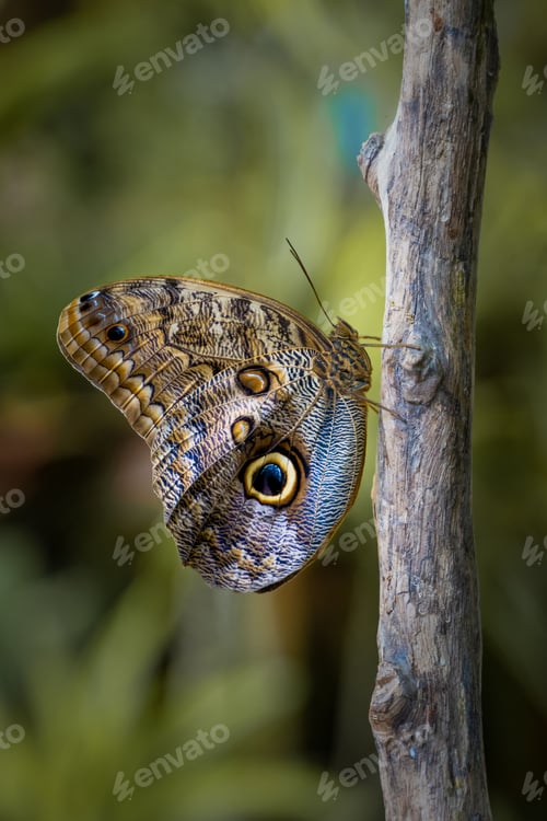 Preview: Close-up of a vibrant owl butterfly perched on a tree branch